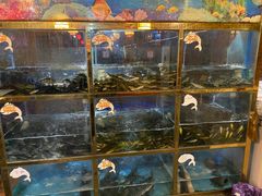 水产区-三道苗苗鱼·美蛙黄辣丁(八里店)