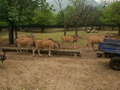 -西安秦岭野生动物园