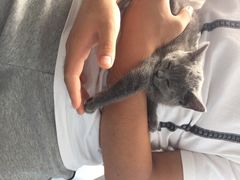 喵的天空-喵的天空名猫咖啡馆·撸猫·猫舍·用品