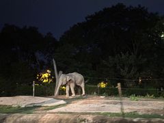 -清迈夜间动物园