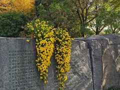 -青枫公园