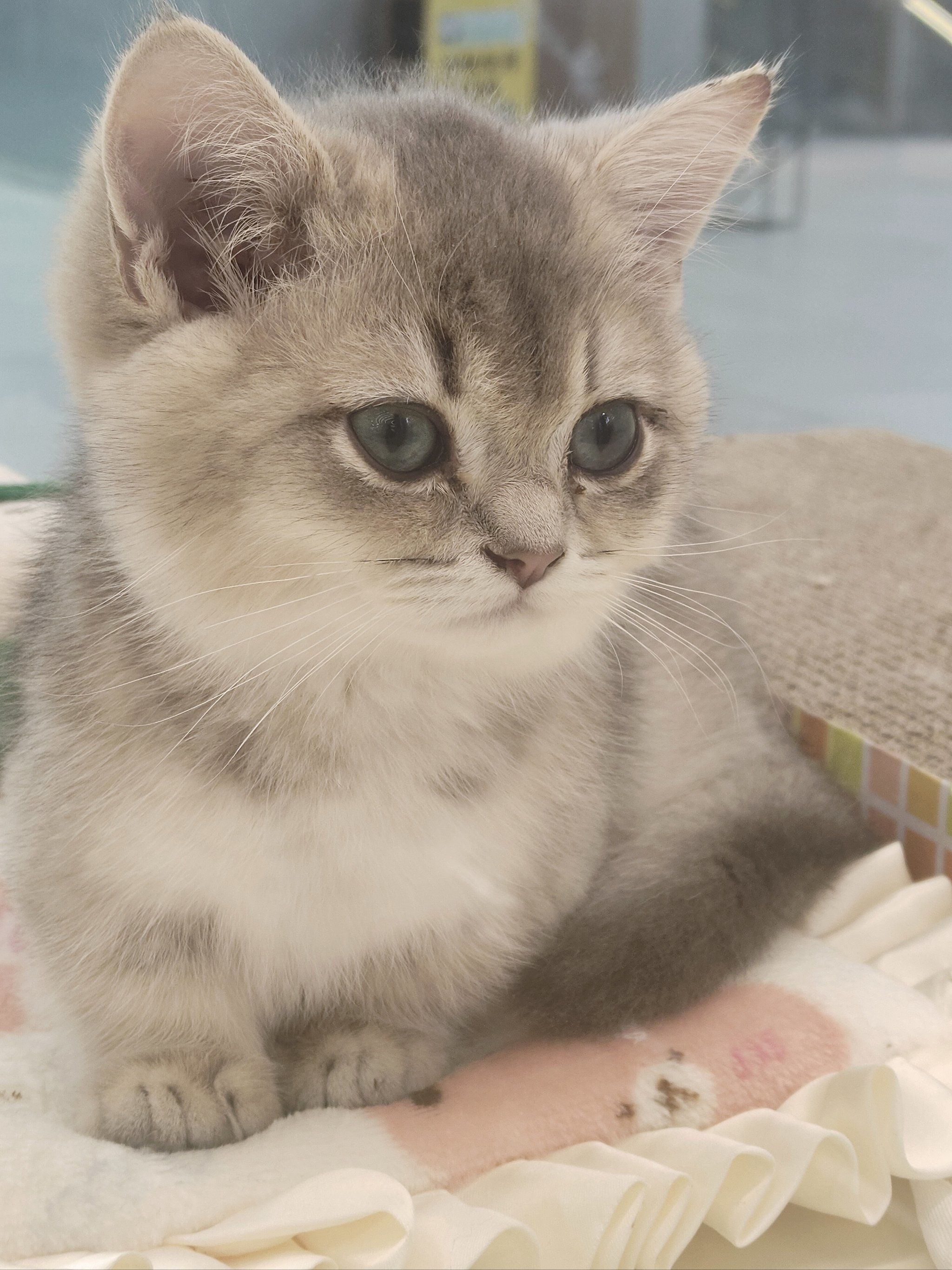 城市尝鲜计划 可爱的矮脚蓝金猫咪好乖呀