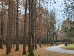 -上海共青森林公园