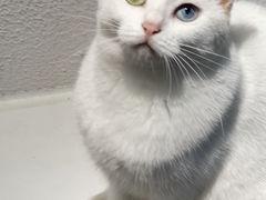 -琪喵猫屋·撸猫猫咖·猫舍