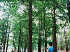 -白水寺森林公园
