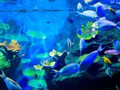 -暹罗海洋世界