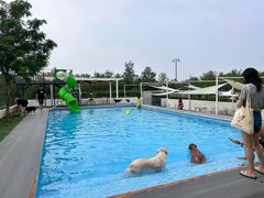 -爪吧宠物乐园·宠物泳池(温榆河示范区店)