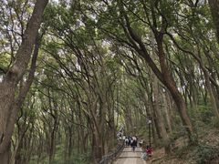 -苏州上方山国家森林公园