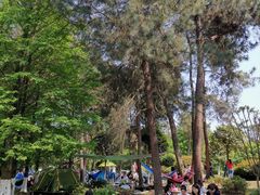 -铁山坪森林公园