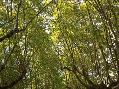 -四川农业大学(雅安校区)