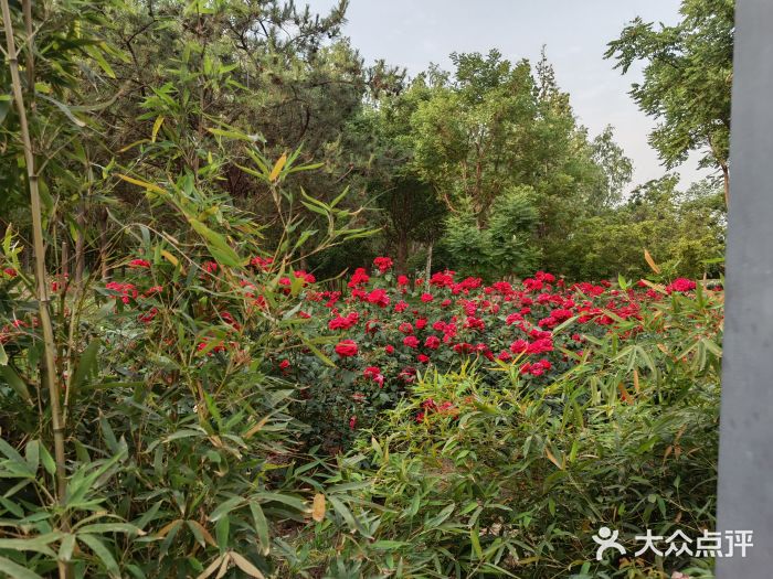 坝河休闲公园图片