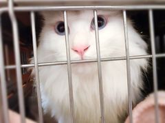 -艾贝尔宠物医院·24H转诊中心·肿瘤猫专科(江宁双龙店)