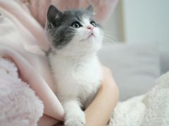 -欣宠猫屋·矮脚拿破仑·蓝金金渐层