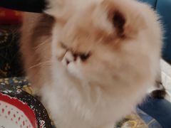-平行世界·猫咖(首经贸店)