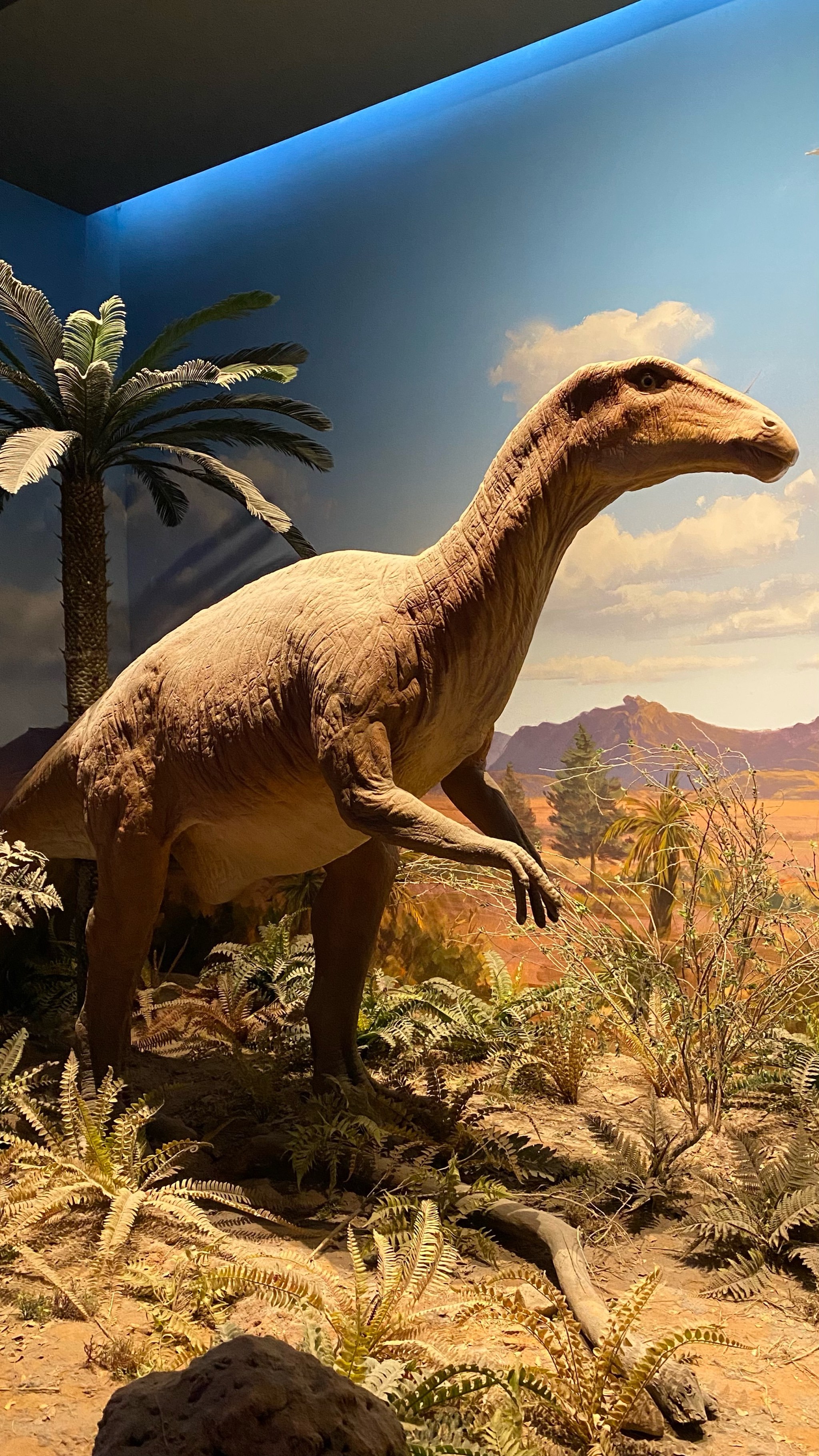 现代都市里的恐龙🦖