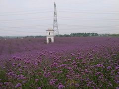 -紫颐香薰山谷景区