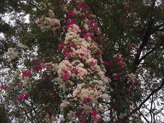 -莲花山公园