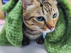 -宠颐生猫科·内科皮肤科(西平世纪城店)