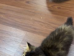 -楼上猫咖(罗湖店)