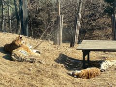 -大连森林动物园