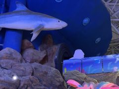 -烟台海昌鲸鲨海洋公园