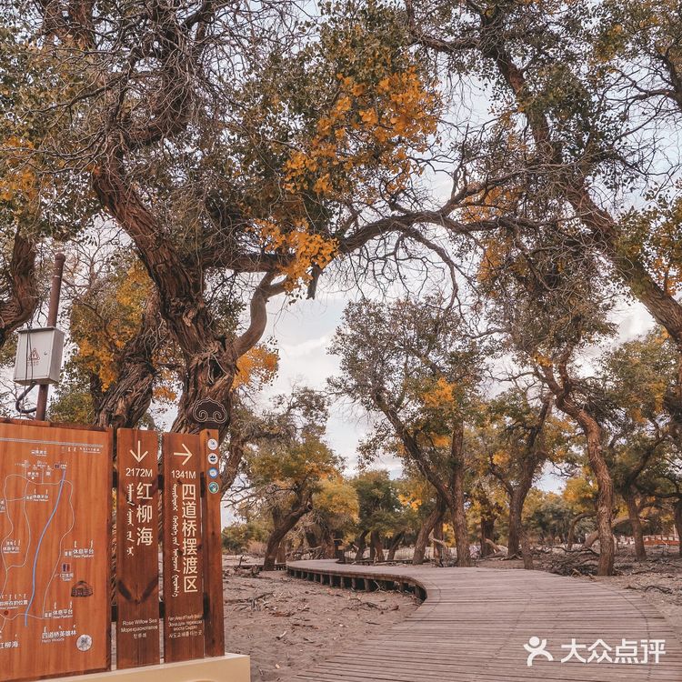 秋天必去的额济纳🍁每年国庆如期而至‼️