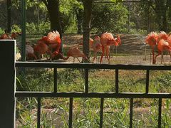 -石家庄市动物园