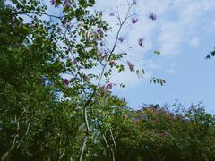 -火炉山森林公园