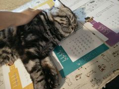 -萌喵宠狗爱心宠咖