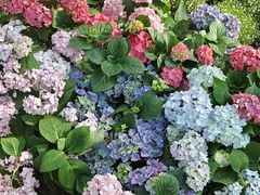 -石家庄市植物园