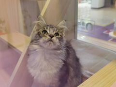 -爪爪喵星球·猫舍(前海卓越店)