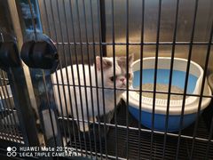 -PETKIT 小佩宠物·低压洗护·美容·寄养(安远店)