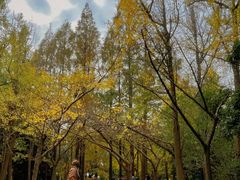 -上海共青森林公园