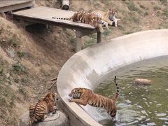 -石家庄市动物园