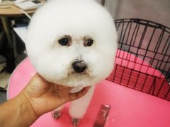 -宠福鑫康馨动物医院·骨科·眼科