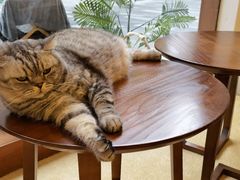 -猫友咖啡店(玉林西路店)