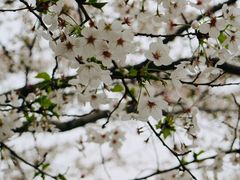 -高东镇樱花园