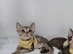 -Bastet sally猫舍购宠(静安店)