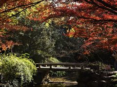 -秋霞圃
