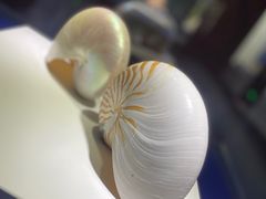 -贝壳王国博物馆