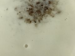 -豆豆冰室·地道招牌椰子冻(大良店)