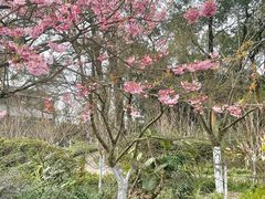 -南山植物园
