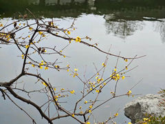 -艺圃
