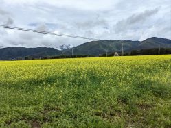 -纳帕海依拉草原
