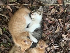 -江南雅厨(李公堤店)