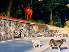-南山植物园