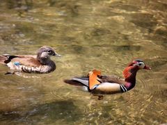 -西湖外事游船(花港观鱼码头)