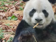 -黔灵山公园