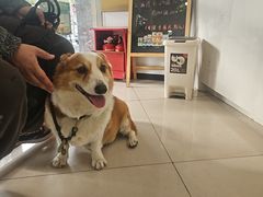 -艾贝尔宠物医院 ·中兽医·宠保定点(北门桥店)