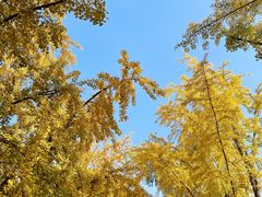 -三里屯东五街银杏大道